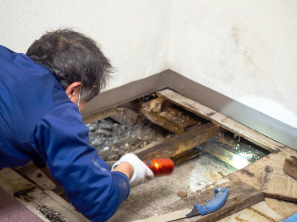 Best Office Mold Removal Services  in Lake Barcroft, VA