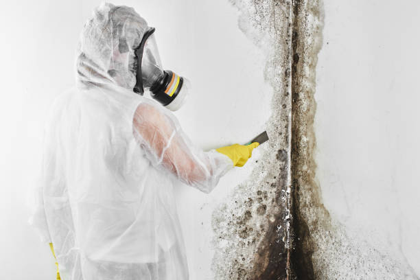 Best Toxic Mold Removal  in Lake Barcroft, VA