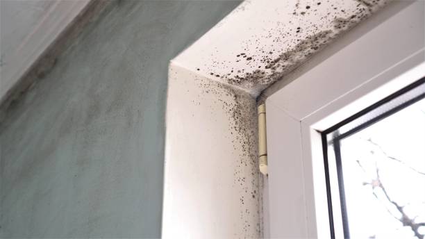 Best Affordable Mold Removal  in Lake Barcroft, VA