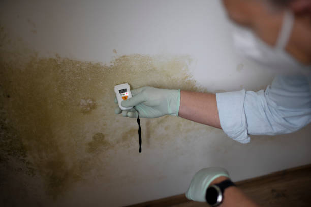 Home Mold Removal in Lake Barcroft, VA