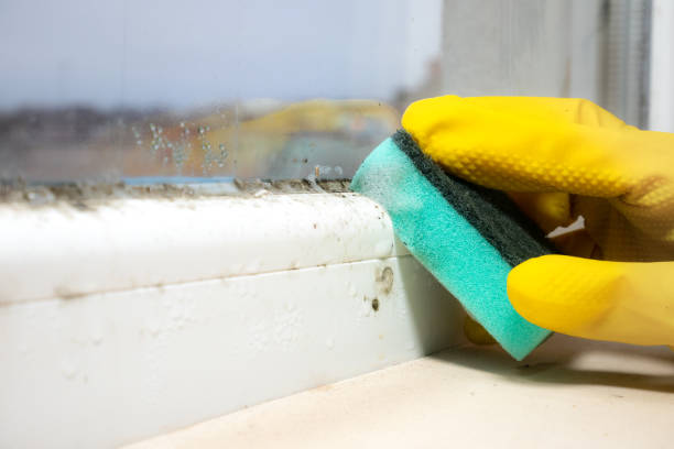 Best Local Mold Removal Service  in Lake Barcroft, VA