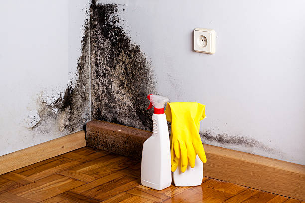 Best Mold Remediation Services  in Lake Barcroft, VA