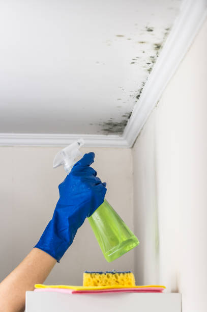 Best Mold Damage Repair  in Lake Barcroft, VA