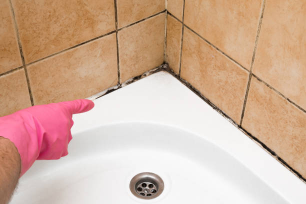 Best Black Mold Removal  in Lake Barcroft, VA
